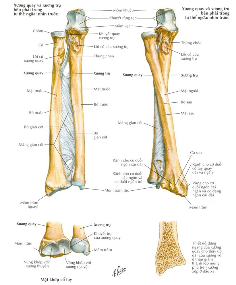 Những điều cần biết về phương pháp phẫu thuật kết hợp gãy 2 xương cẳng tay